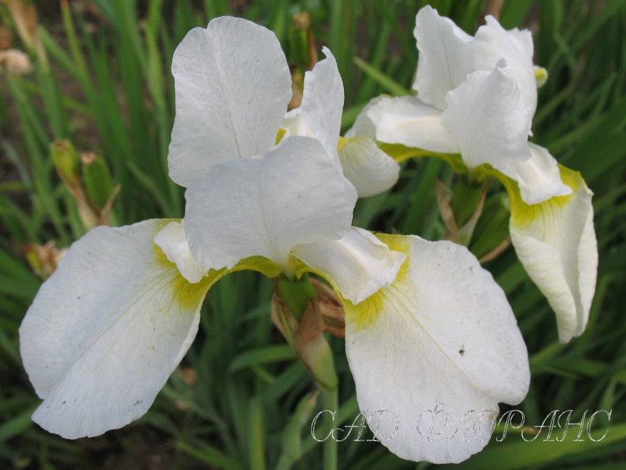Ирис сибирский вайт свёл