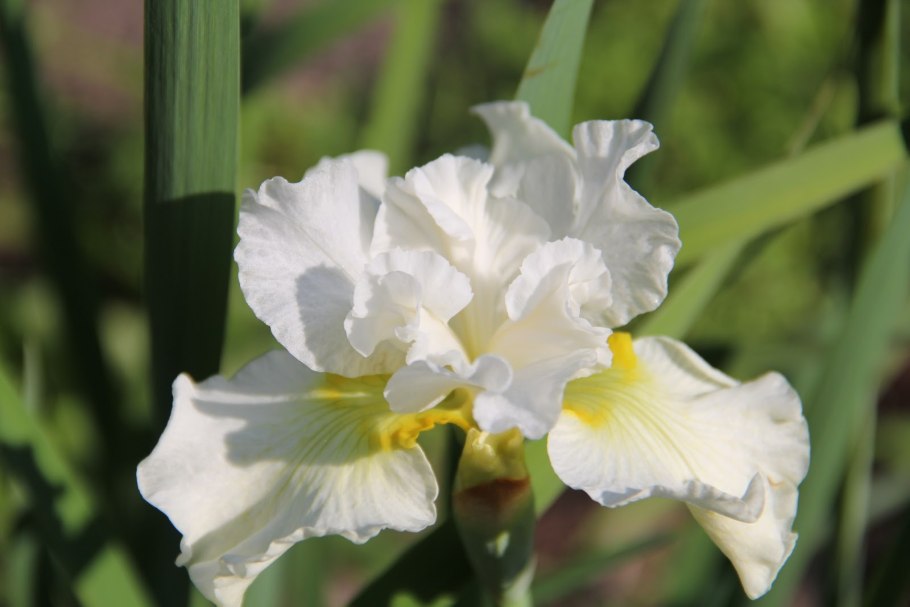 Ирис Сноу Квин