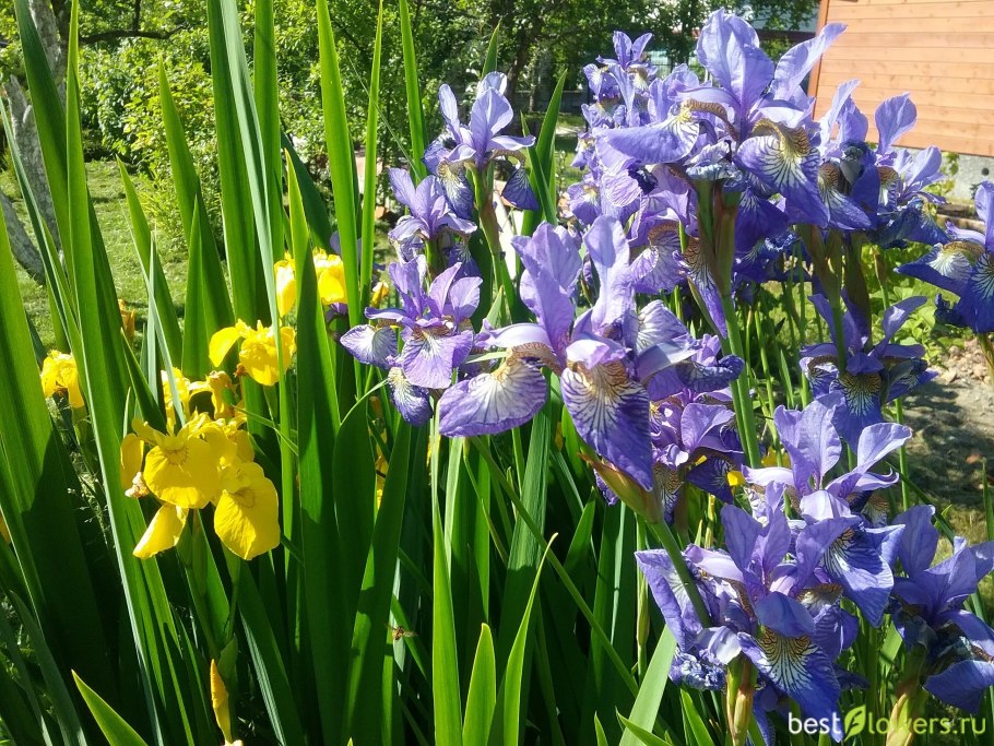 Ирис касатик сибирский