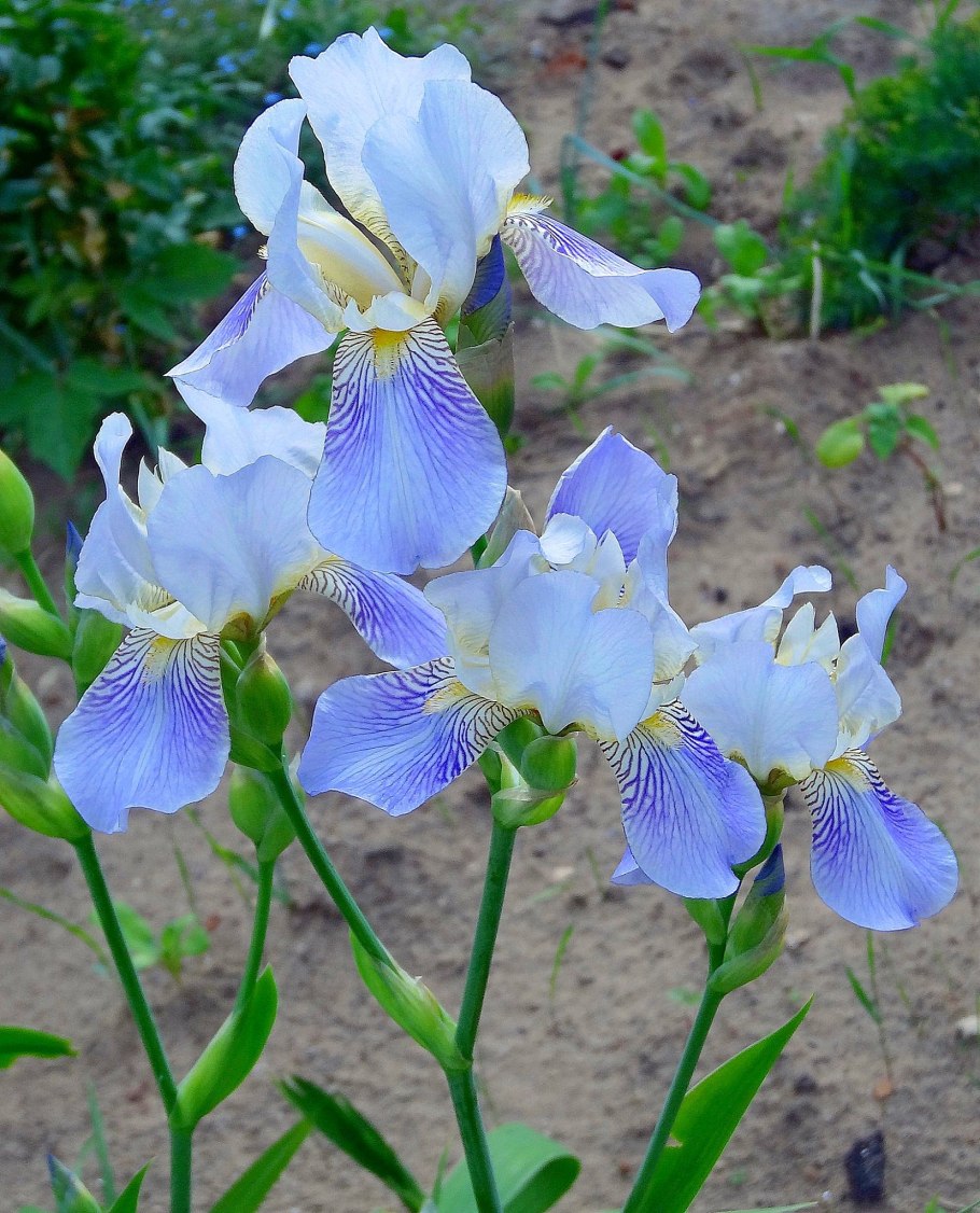 Ирис Сибирский баттер энд Шугар