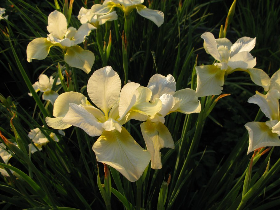 Белые цветы похожие на ирисы