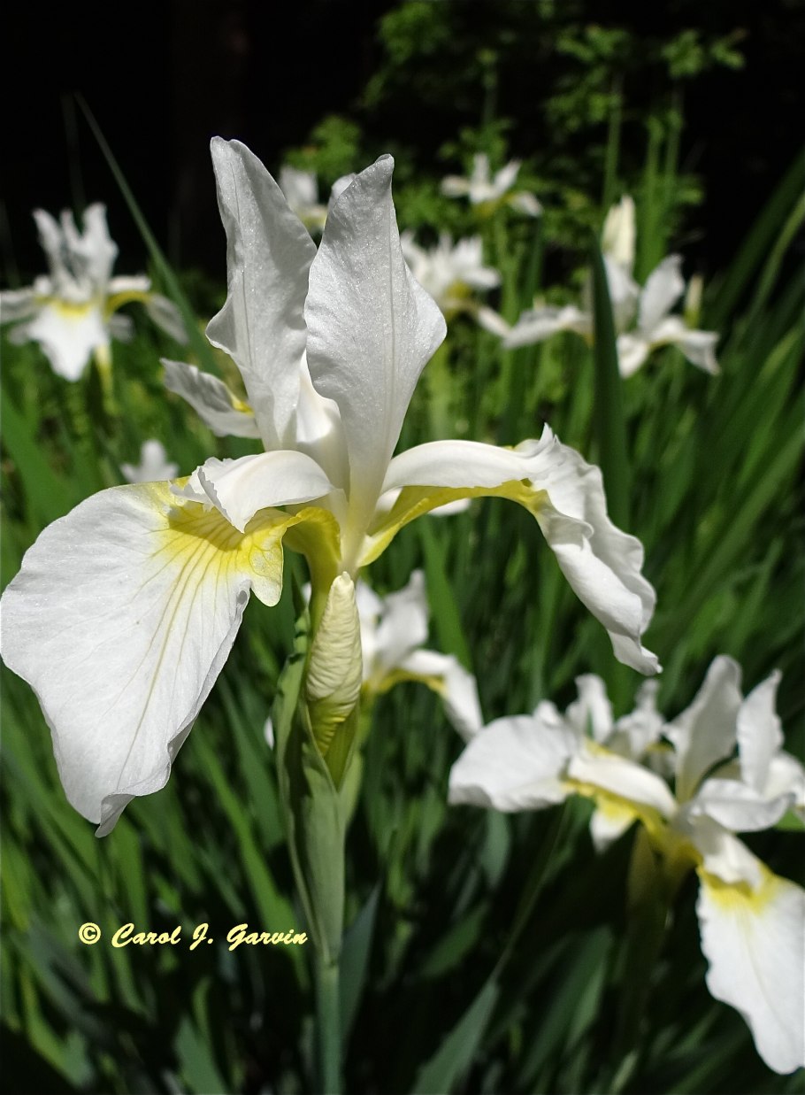 Ирис Сибирский (Iris sibirica &#96;Snow Queen&#96;)