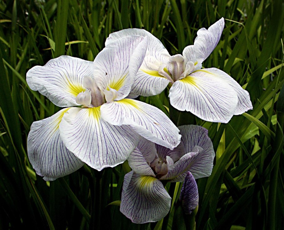 Ирис Сибирский Суон ин Флайт