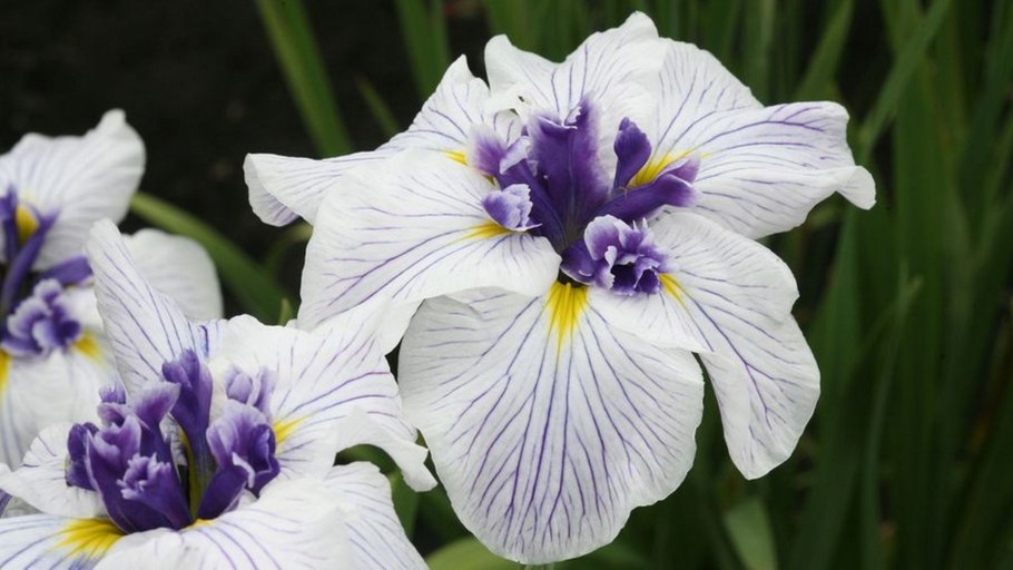 Ирис японский лайт эт дон