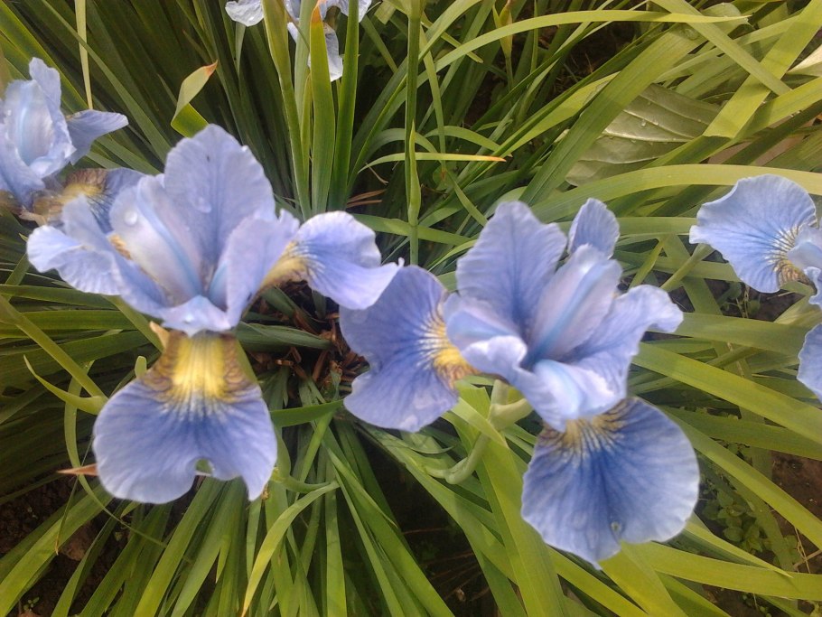 Ирис Сибирский Gull's Wing Галс Винг