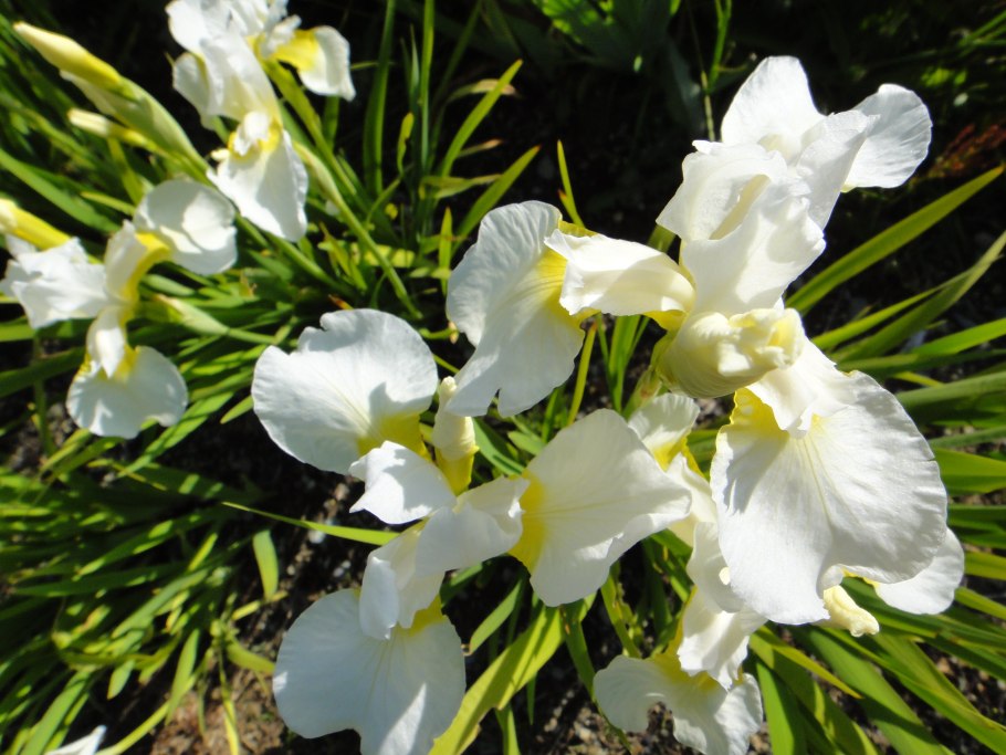 Ирис Сибирский Эстер