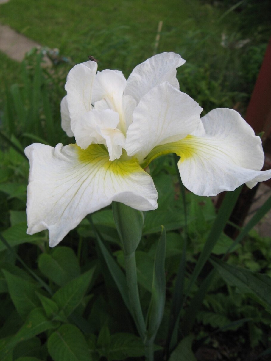 Ирис Hortensia Rose