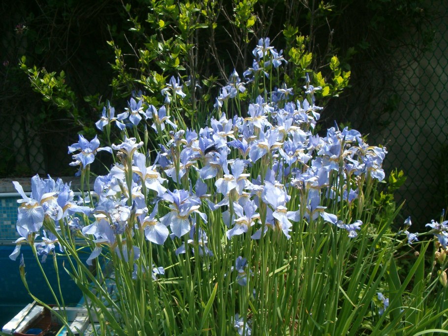 Ирис Сибирский Дабл плей