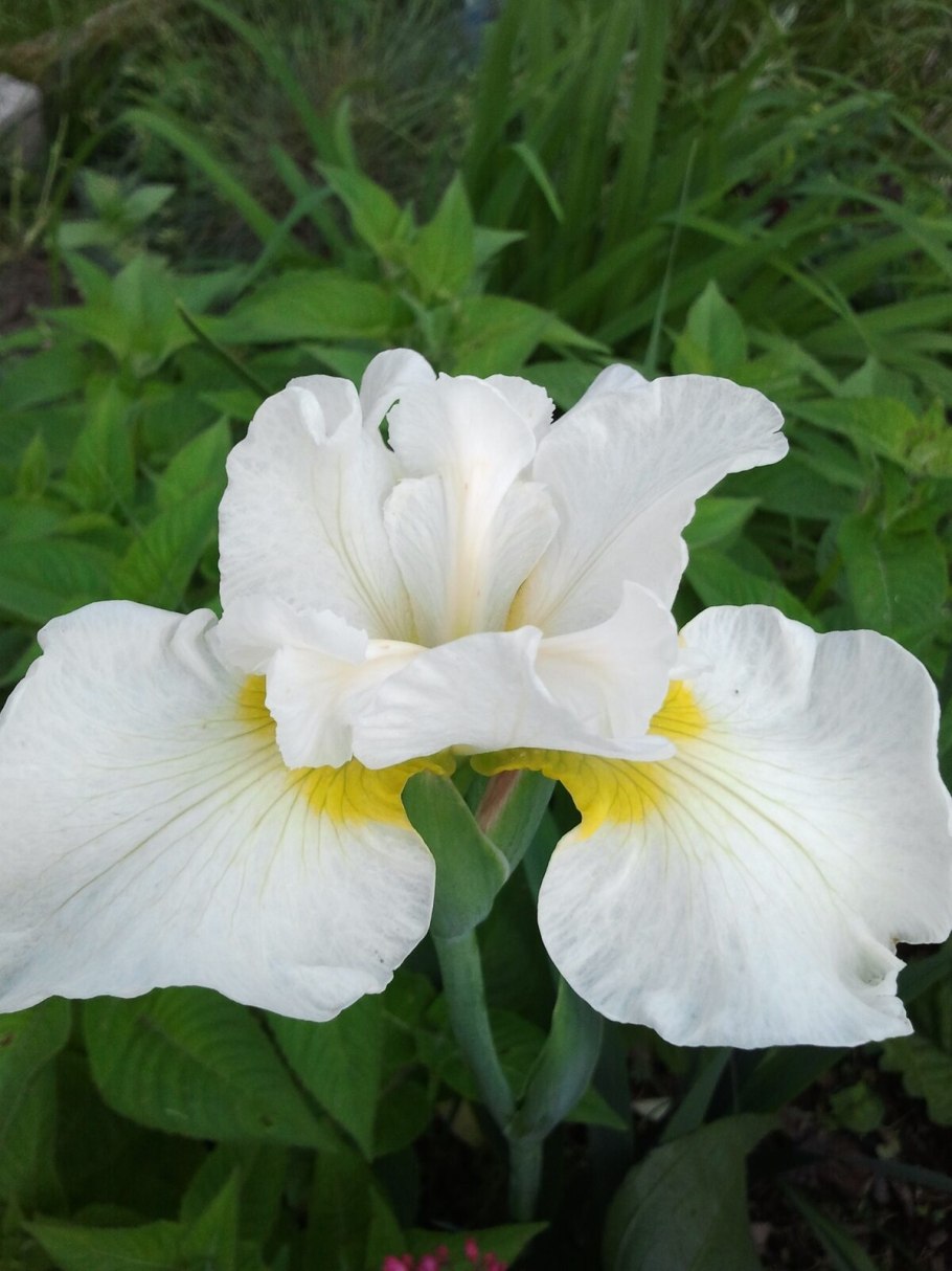 Ирис Сноу Квин