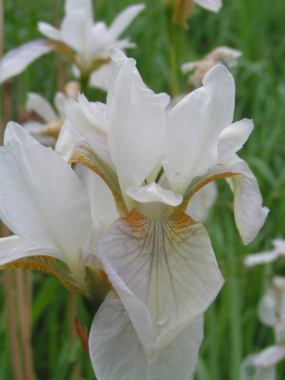 Ирис Сибирский Уайт Свирл