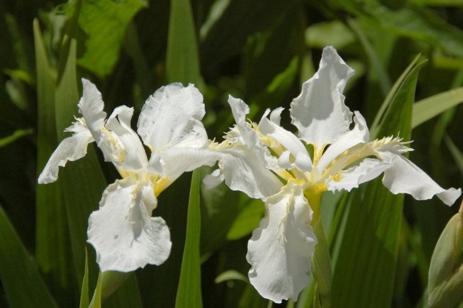 Ирис Сибирский (Iris sibirica White Swirl )