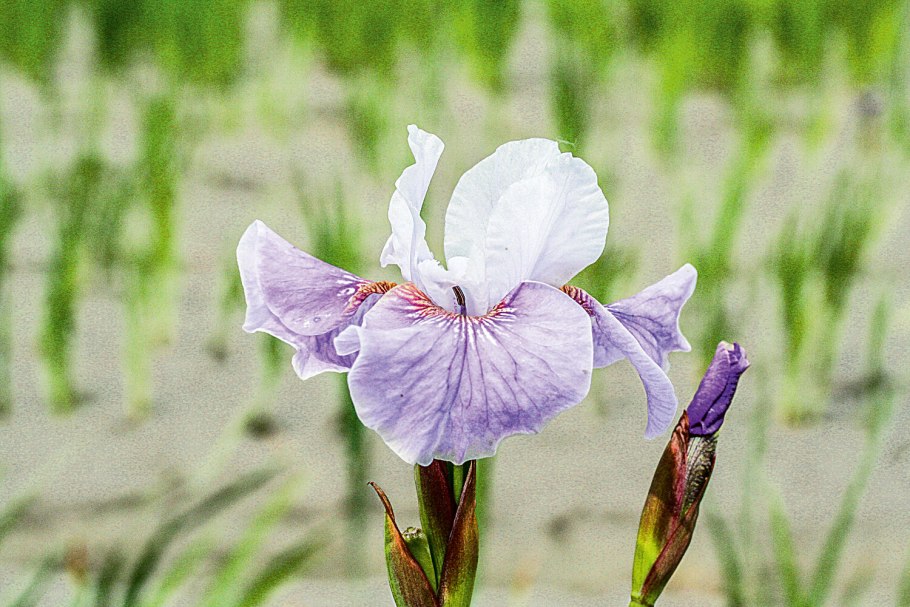 Ирис Клауса Iris clausii