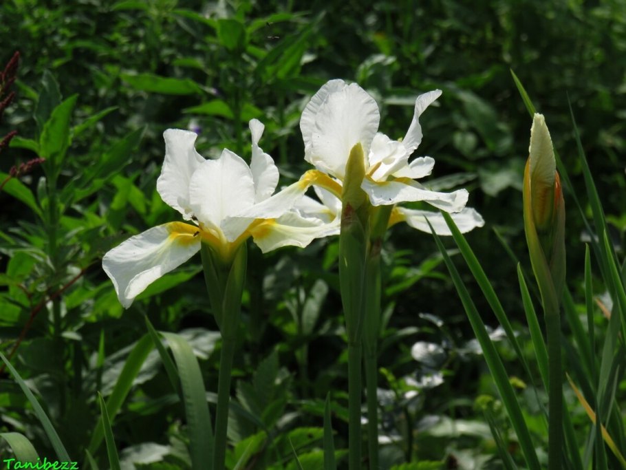 Ирис Сибирский Уайт Свирл