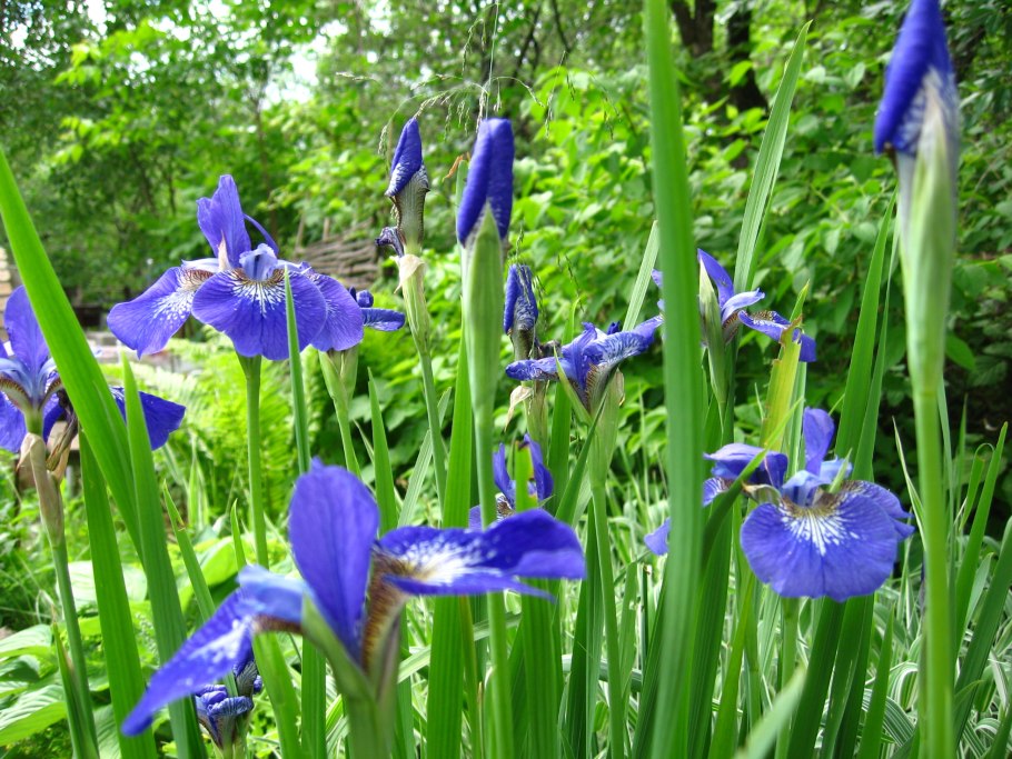 Ирис Касатик Сибирский