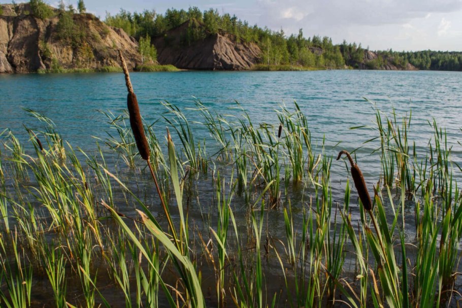 Тростник обыкновенный phragmites Australis