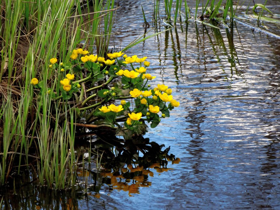 Растения рек