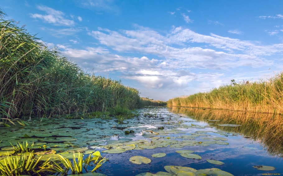 Фалярис тростниковый в пруду