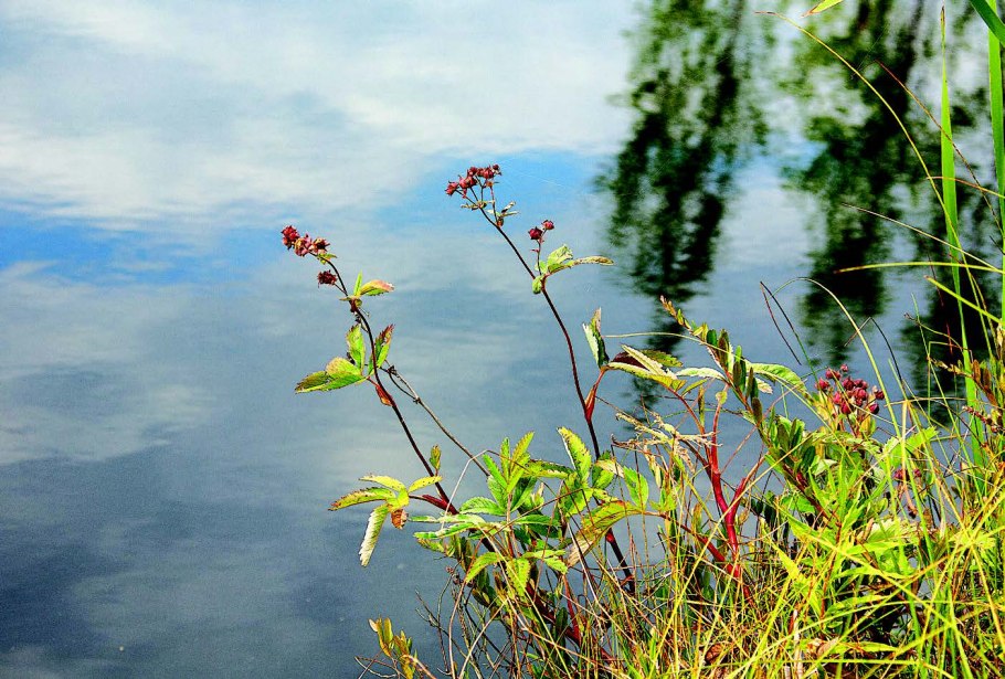 Прибрежная растительность
