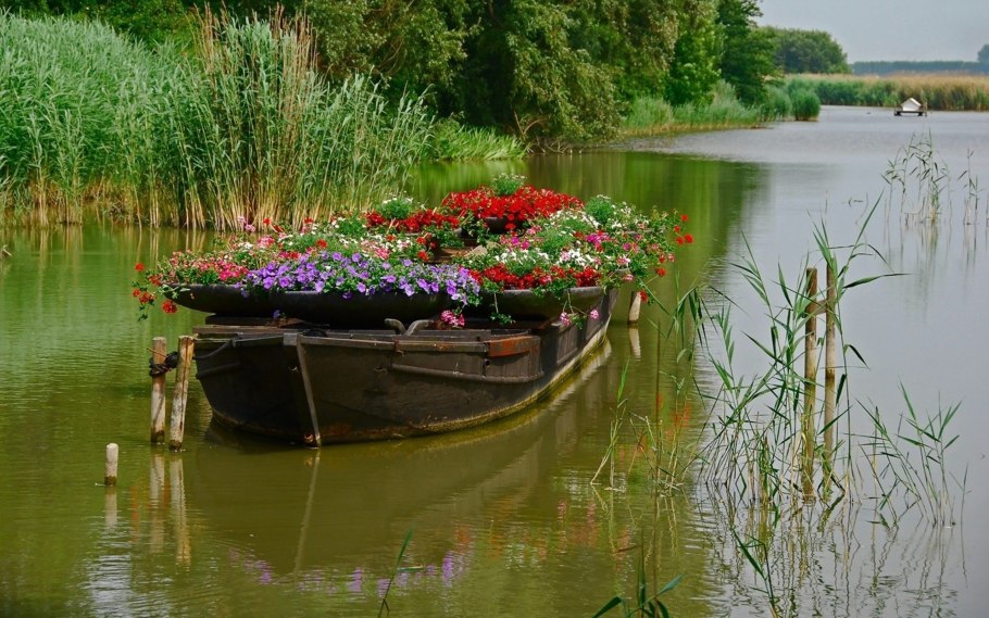 Растения по берегам Енисея