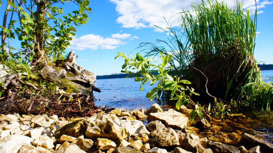 Осока Береговая Carex Gloria