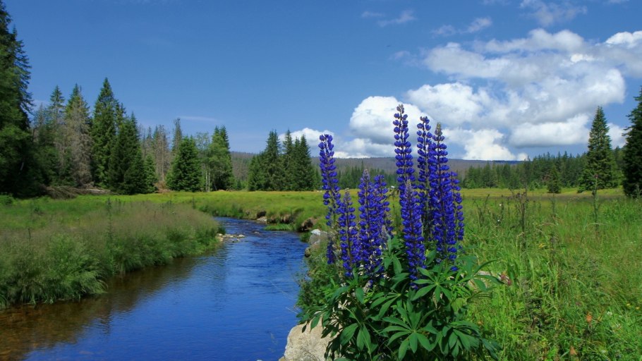 Цветы у ручья