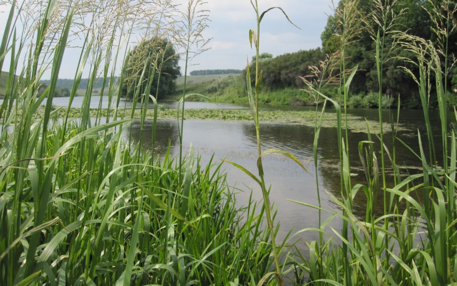 Растения по берегу реки