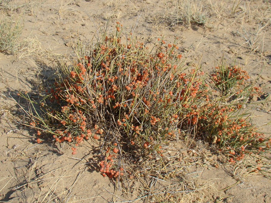 Куст эфедры