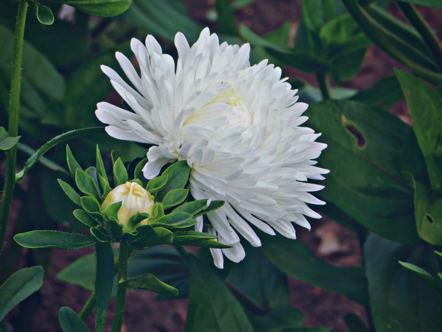 Астра пионовидная Вайолеттер фиолетовая