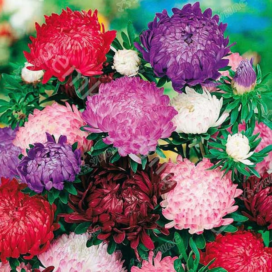 Астра пионовидная Дюшес