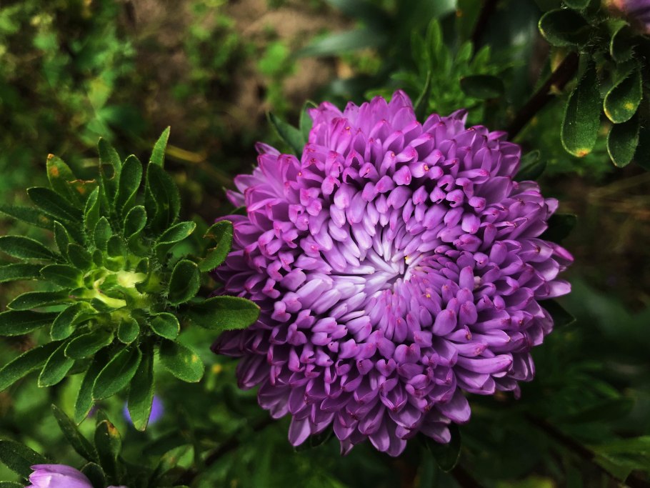 Астра пионовидная смесь