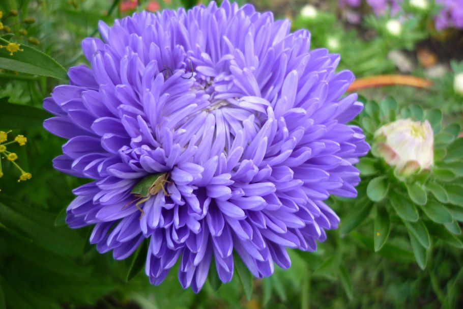 Астра пионовидная Янина