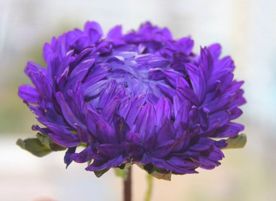 Астра пионовидная Аннушка