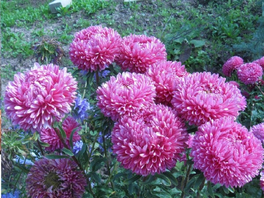 Астра каллистефус китайский