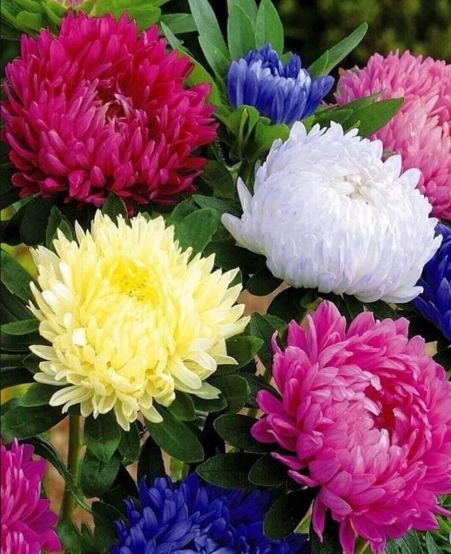 Астра срезочная