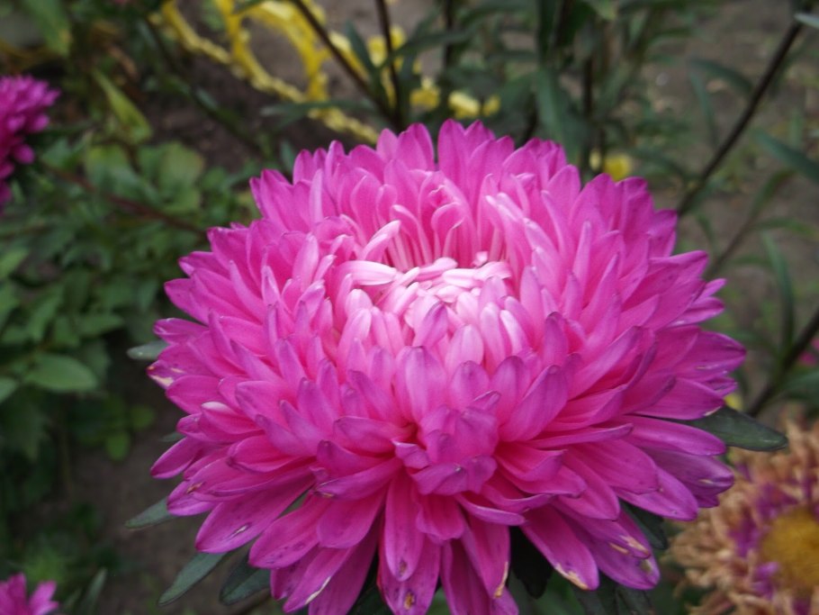 Астра однолетняя пионовидная