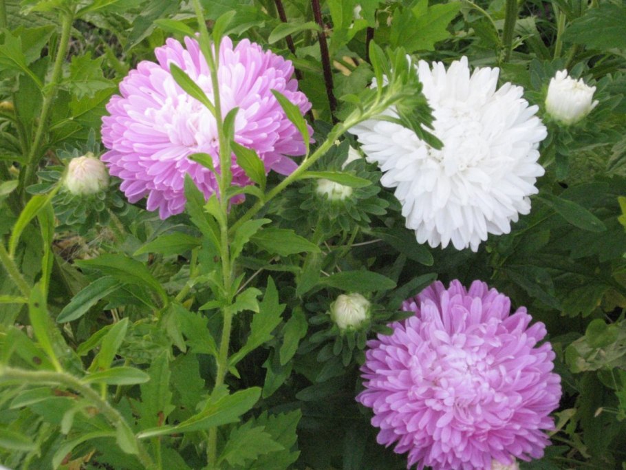 Астра однолетняя пионовидная