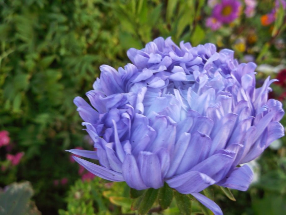 Астра Шамоа