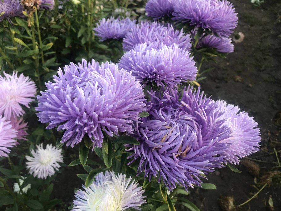 Астра коготковая синяя