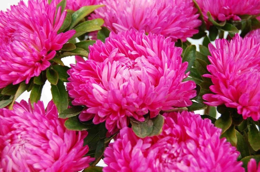 Астра пионовидная Янина