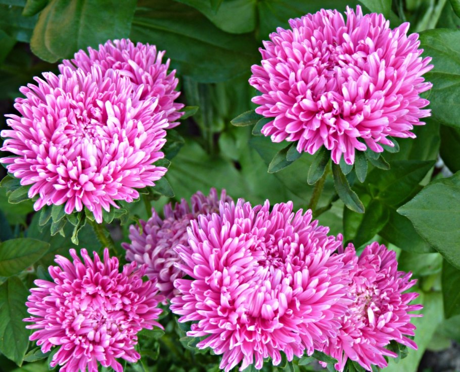 Астра пионовидная Зильбертурм