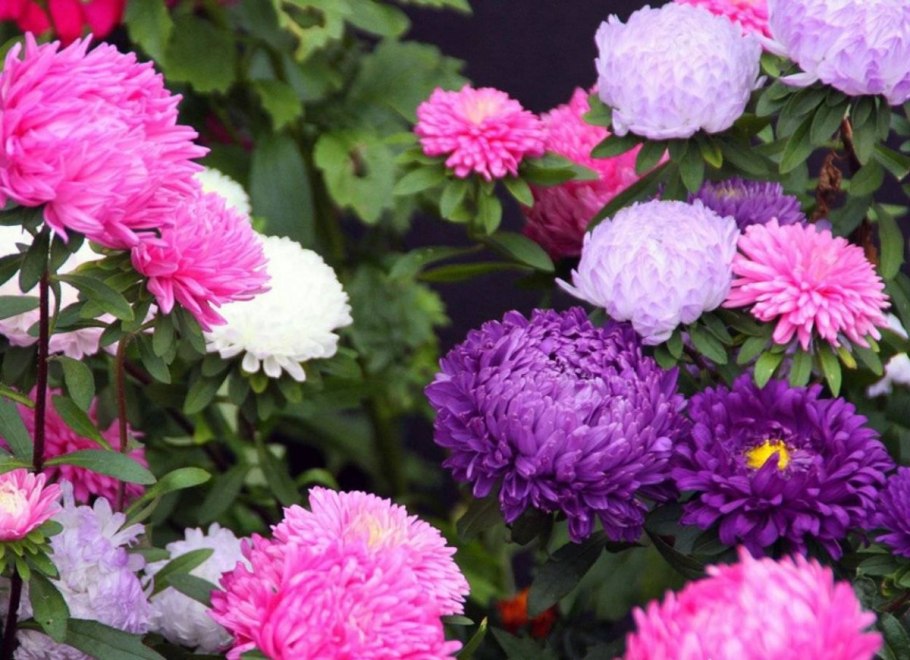 Астра пионовидная красная башня