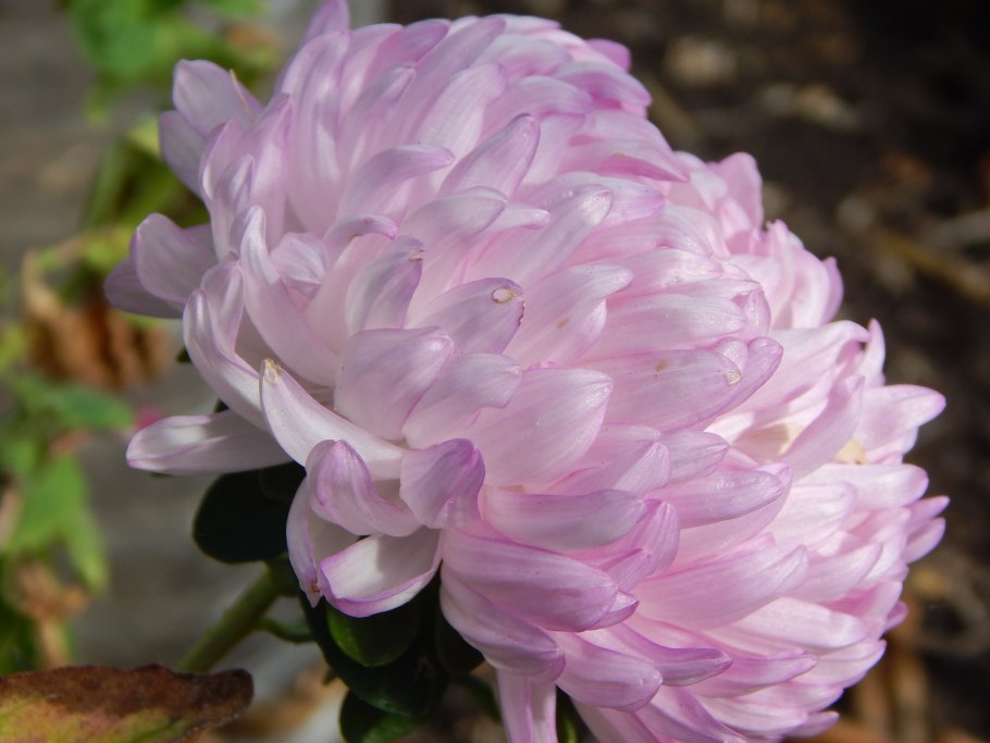 Астра Гольдшатц пионовидная