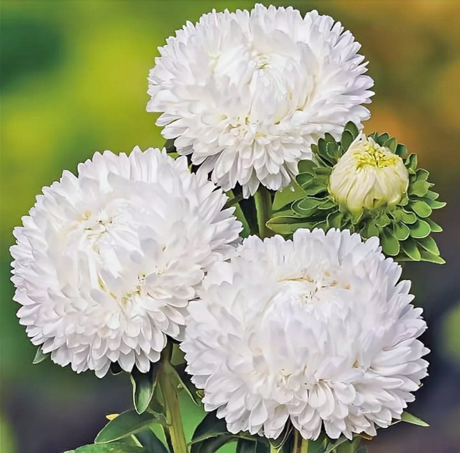 Дюшес астры цветы