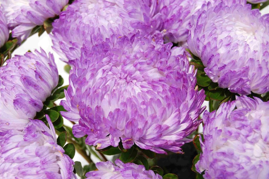 Астра пионовидная серебряная башня