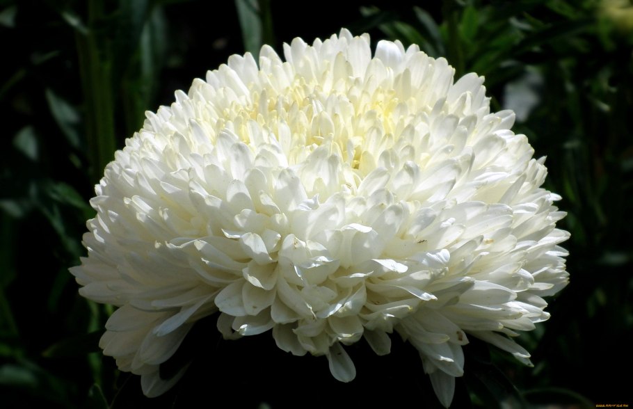 Астра Седая дама пионовидная