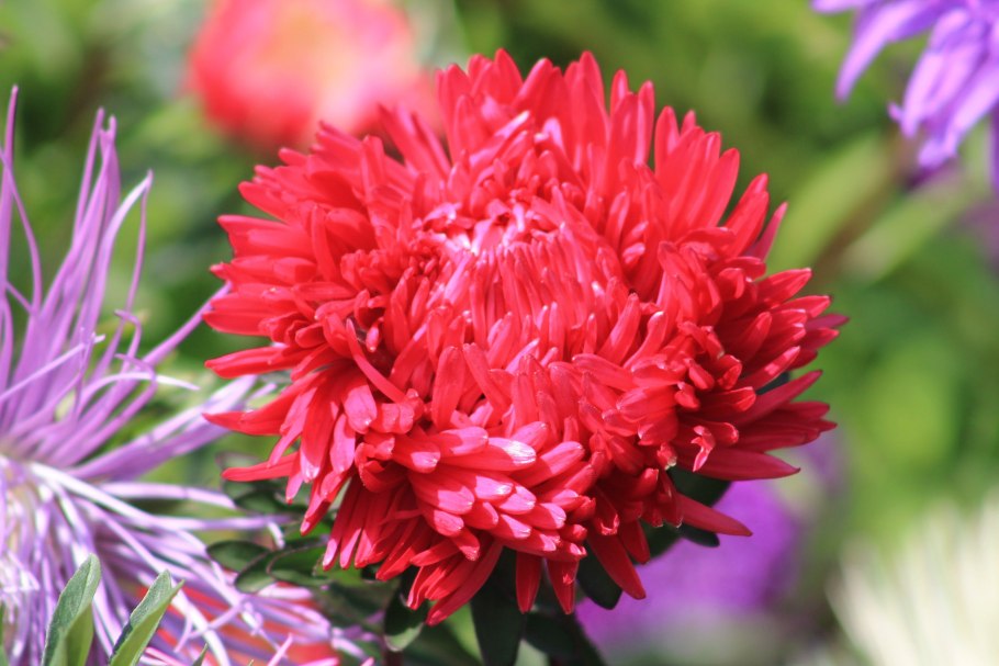 Астра Фламир розовая