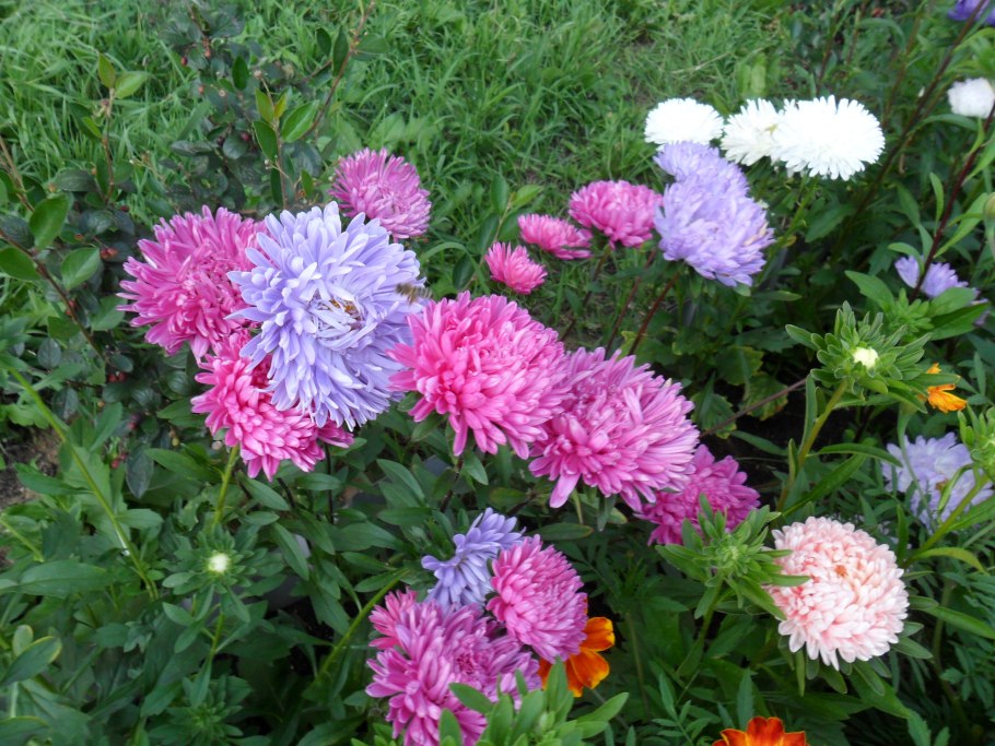 Астра хризантелла тропикана