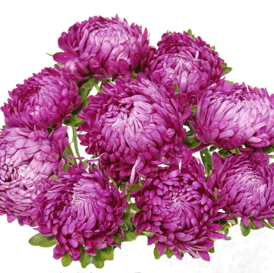 Астра пионовидная Зильбертурм