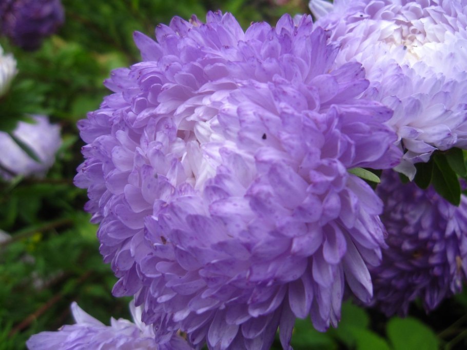 Астра каллистефус китайский