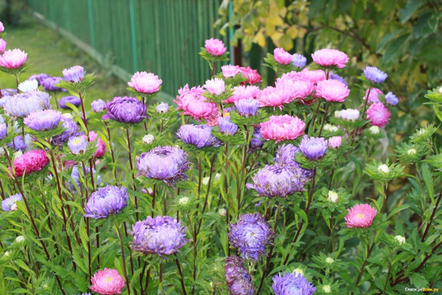 Астра однолетняя пионовидная